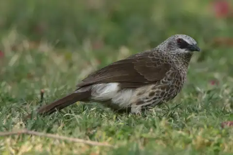 Hartlaub's Babbler