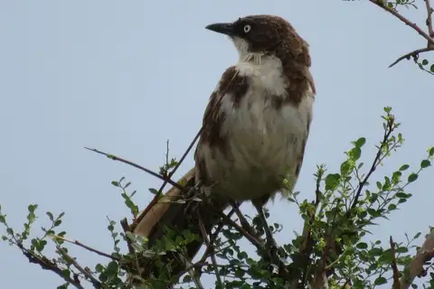 Northern Pied Babbler