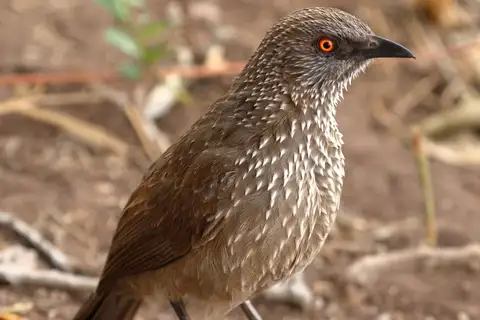 Arrow-marked Babbler