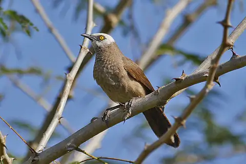 White-headed Babbler