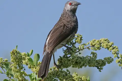 White-rumped Babbler