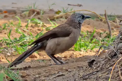 Black-faced Babbler