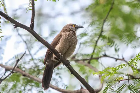 Brown Babbler