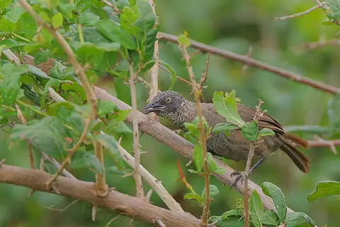 Scaly Babbler