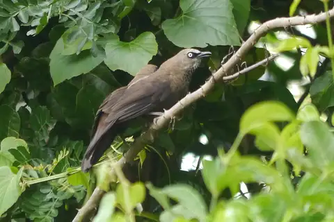 Dusky Babbler