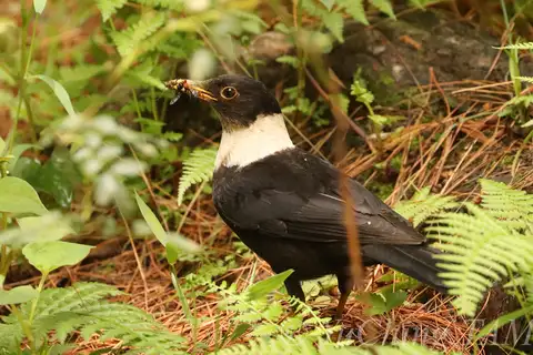 White-collared Blackbird