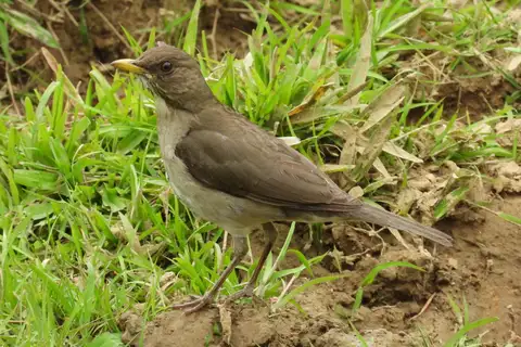 Creamy-bellied Thrush