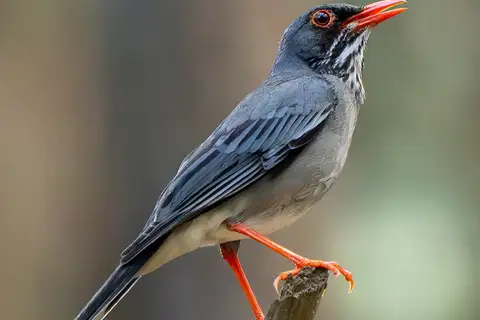 Eastern Red-legged Thrush