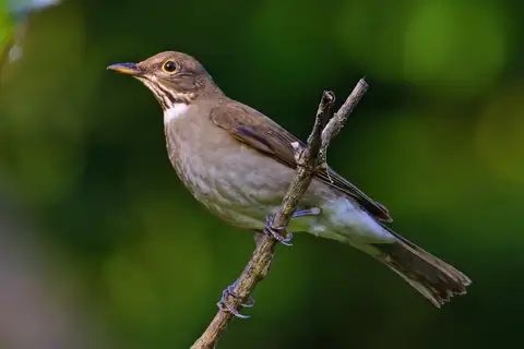 White-throated Thrush
