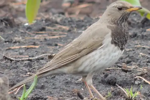 Black-throated Thrush