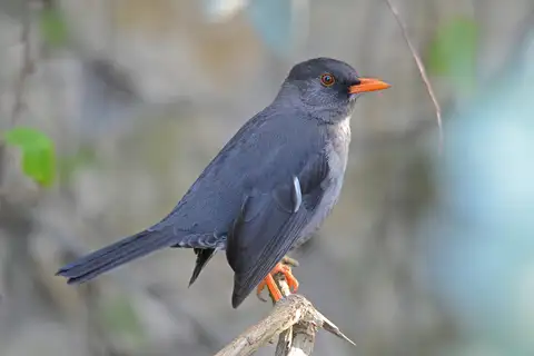 White-chinned Thrush