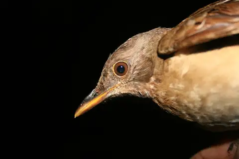 Comoro Thrush