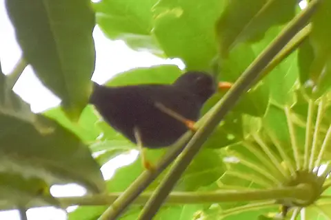 Bougainville Island Thrush