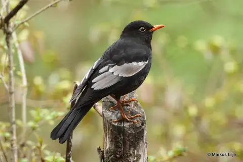 Grey-winged Blackbird