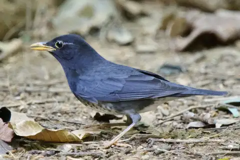 Japanese Thrush