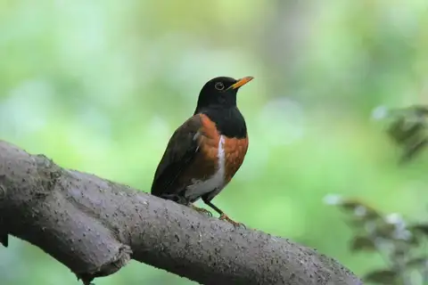 Izu Thrush
