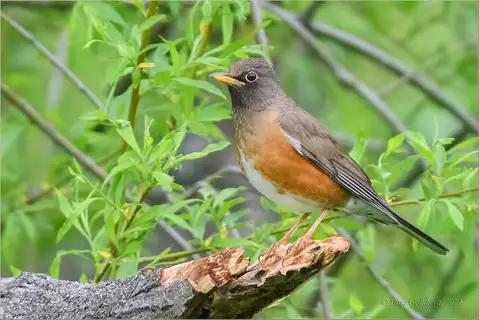 Brown-headed Thrush