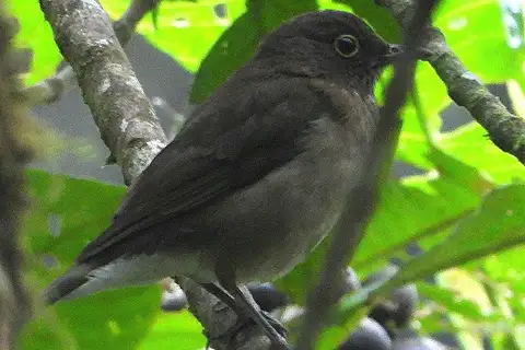 Dagua Thrush