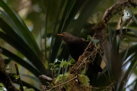 Moluccan island-thrush