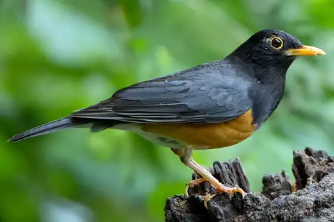 Black-breasted Thrush