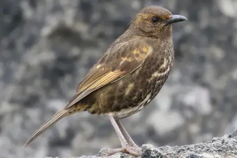 Tristan Thrush