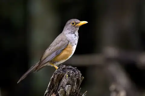 Christmas Island Thrush