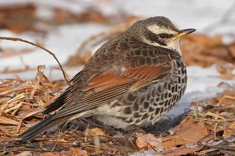Dusky Thrush