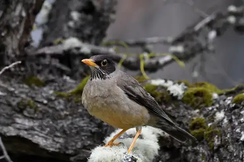 Austral Thrush