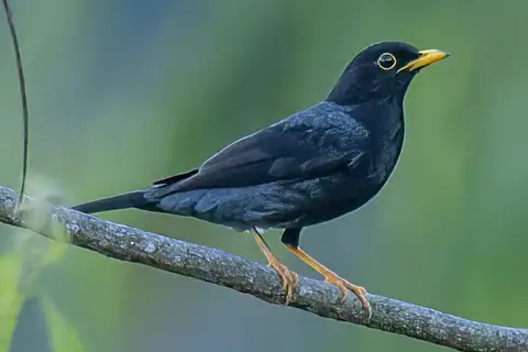 Yellow-legged Thrush