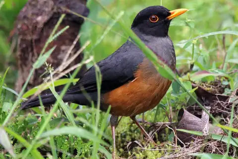 Chestnut-bellied Thrush
