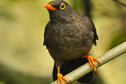 Great Thrush