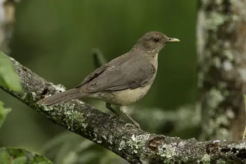 Clay-colored Thrush