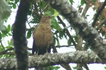 Unicolored Thrush