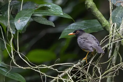 Taita Thrush