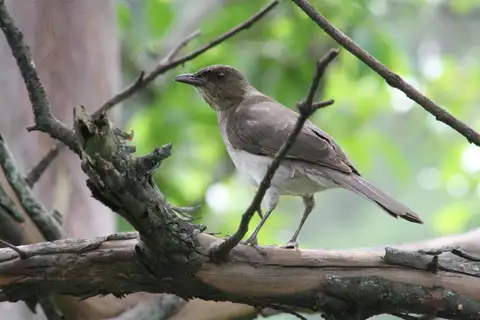 Black-billed Thrush