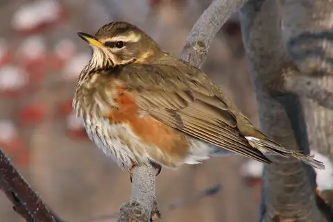 Redwing