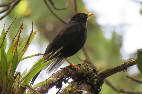 Black Thrush