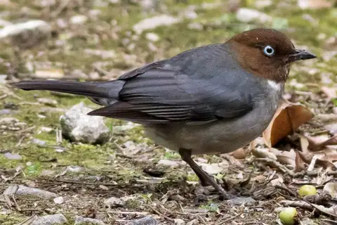 White-eyed Thrush
