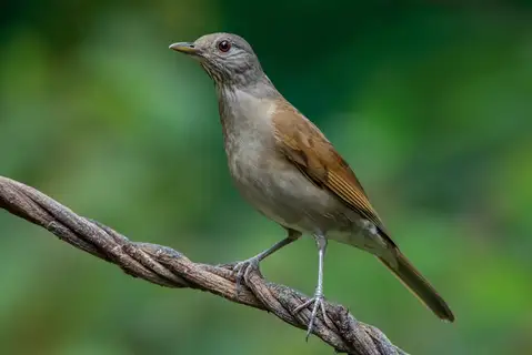 Pale-breasted Thrush