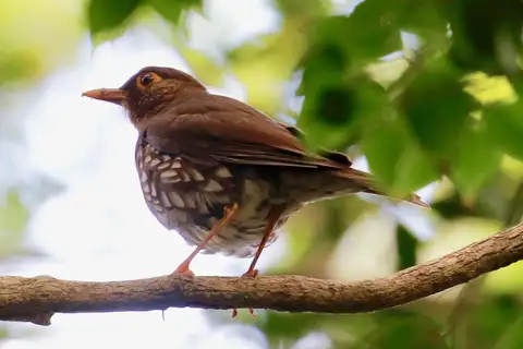 Forest Thrush