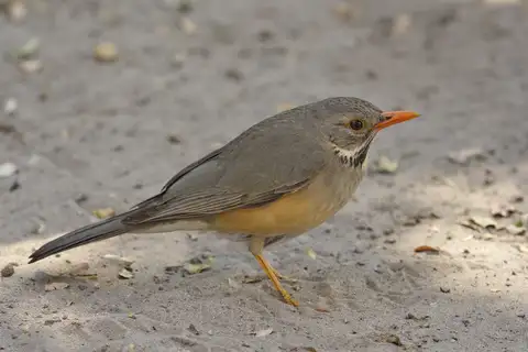 Kurrichane Thrush