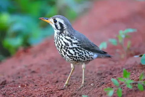 Groundscraper Thrush