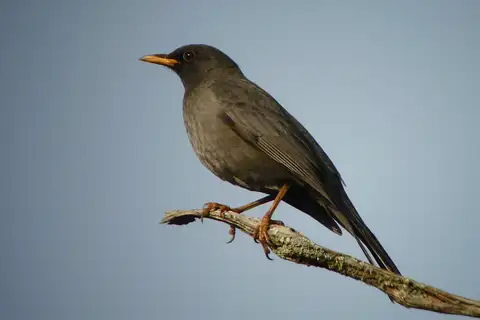 Somali Thrush