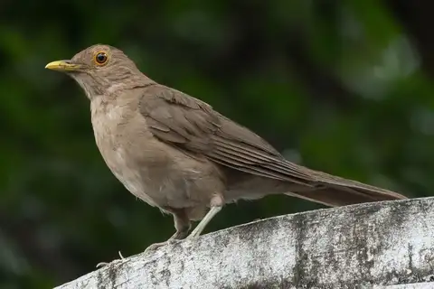 Ecuadorian Thrush