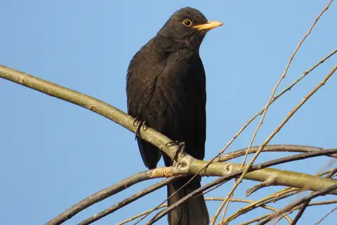 Chinese Blackbird