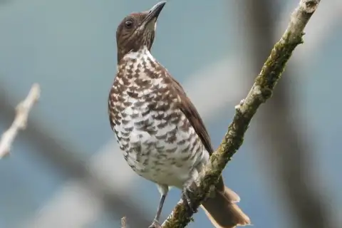 Maranon Thrush