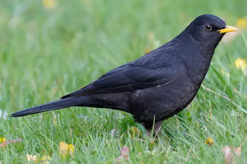 Tibetan Blackbird
