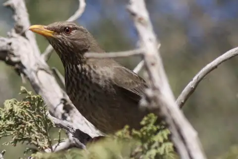 Yemen Thrush