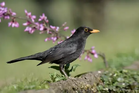 Common Blackbird