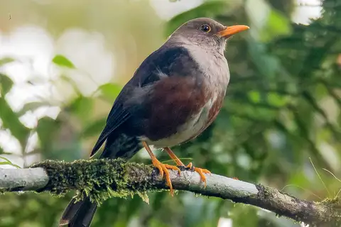 Mindoro Island Thrush